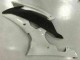 Carénage Moto Yamaha R6 08-16 - Blanc